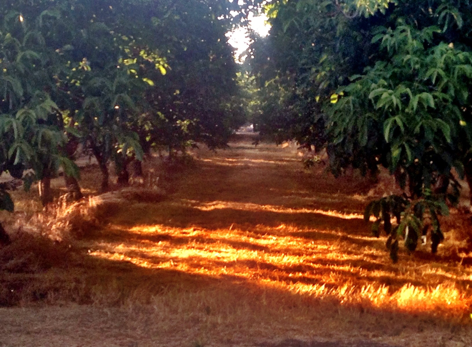 Day 28 – Californian Orchards | Life's A Journey, Go Travel It - 