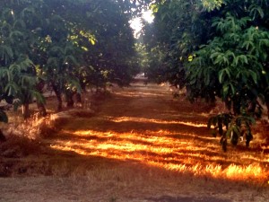 Day 28 – Californian Orchards | Life's A Journey, Go Travel It - 